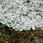 Lichen