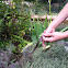 Western terrestrial garter snake