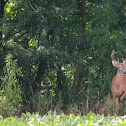 White Tailed Deer