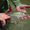 Largemouth Bass