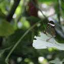 Glasswinged butterfly