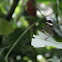 Glasswinged butterfly