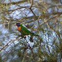 rainbow lorikeet