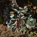 Unknown Plant