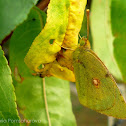 Clouded Yellow