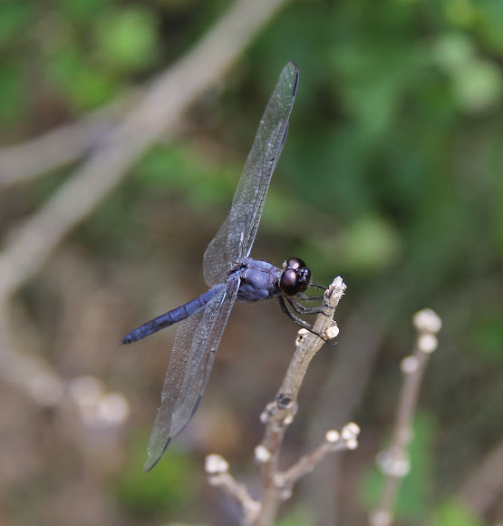 Spotting Image 1