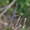 Slaty Skimmer