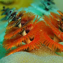 Christmas tree worm