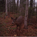 Whitetail deer