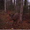 Whitetail deer