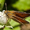 Essex Skipper