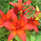 Morning star lily