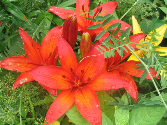 Spotting Image 1