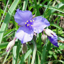 Spiderwort