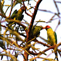 Plum-headed Parakeet