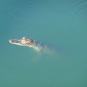 American Alligator