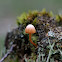 Mosklokjes (Genus Galerina)