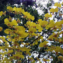 Orquídea chuva de ouro