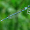 Blue Featherleg, Pióronóg zwykły