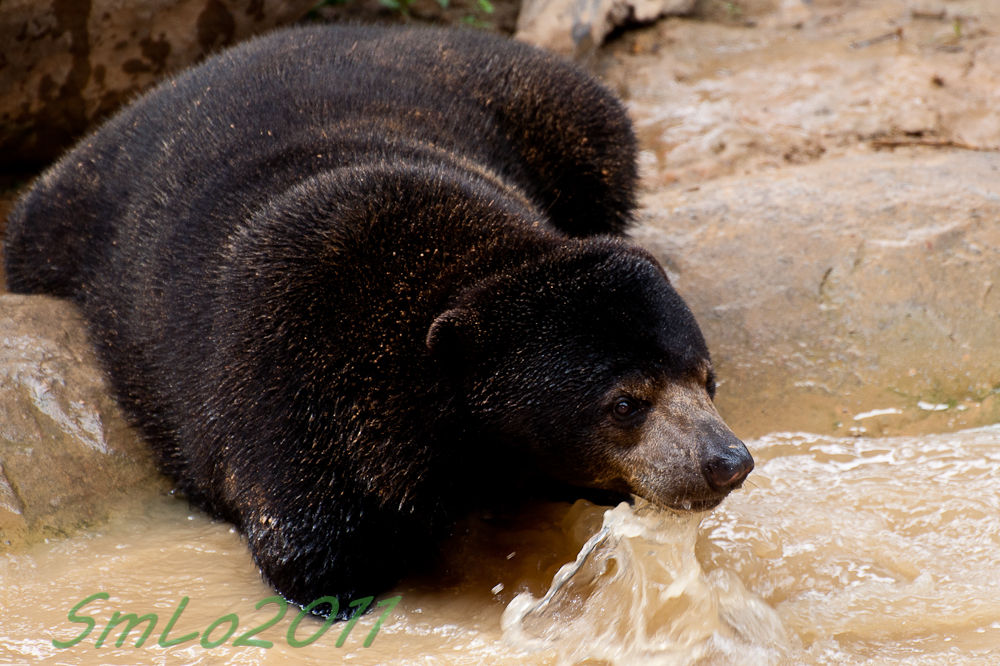 Sun Bear