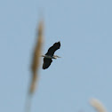 Grey Heron (Graureiher)