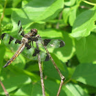 Twelve-spotted Skimmer