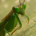 Mantis