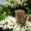 Common Buckeye