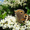 Common Buckeye