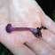 Amethyst deceiver