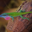 Blue-headed Anole