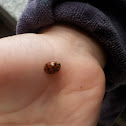 Multicolored Asian Lady Beetle