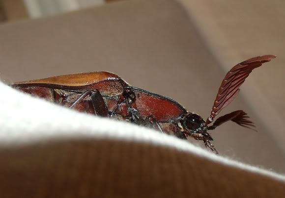 Spotting Image 1
