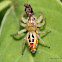 Jumping Spider (Female)