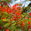 Flamboyant