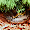 Eastern Garter Snake