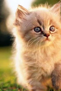 How to mod Lovely Cats Puzzle lastet apk for bluestacks
