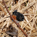 Spotted Towhee