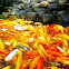 Koi