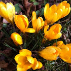  Yellow color krokus 