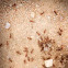 Red Harvester Ant