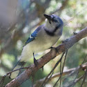 Blue Jay