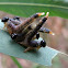 Sawfly larvae