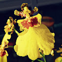 Orchid