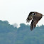 Osprey in flight (male)
