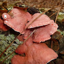 Phlebia incarnata