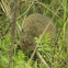Prairie vole