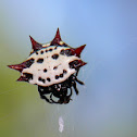 Spiny-backed orbweaver