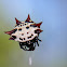 Spiny-backed orbweaver
