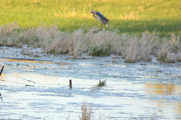 Spotting Image 1